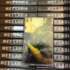Wet Labia - Wet Labia